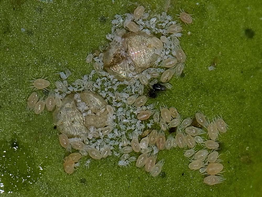Aleyrodidae?